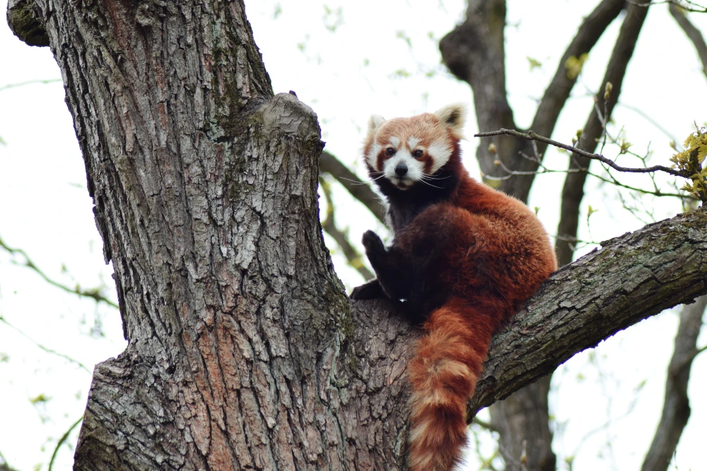 Vörös panda