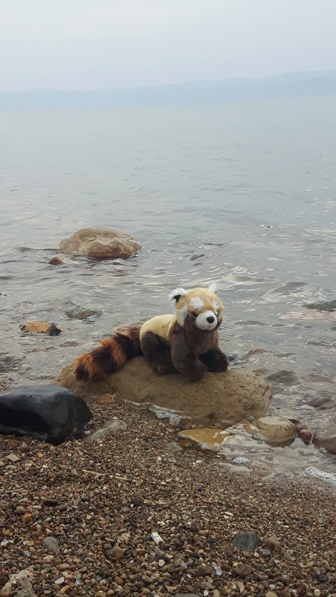 Panda Jordániában
